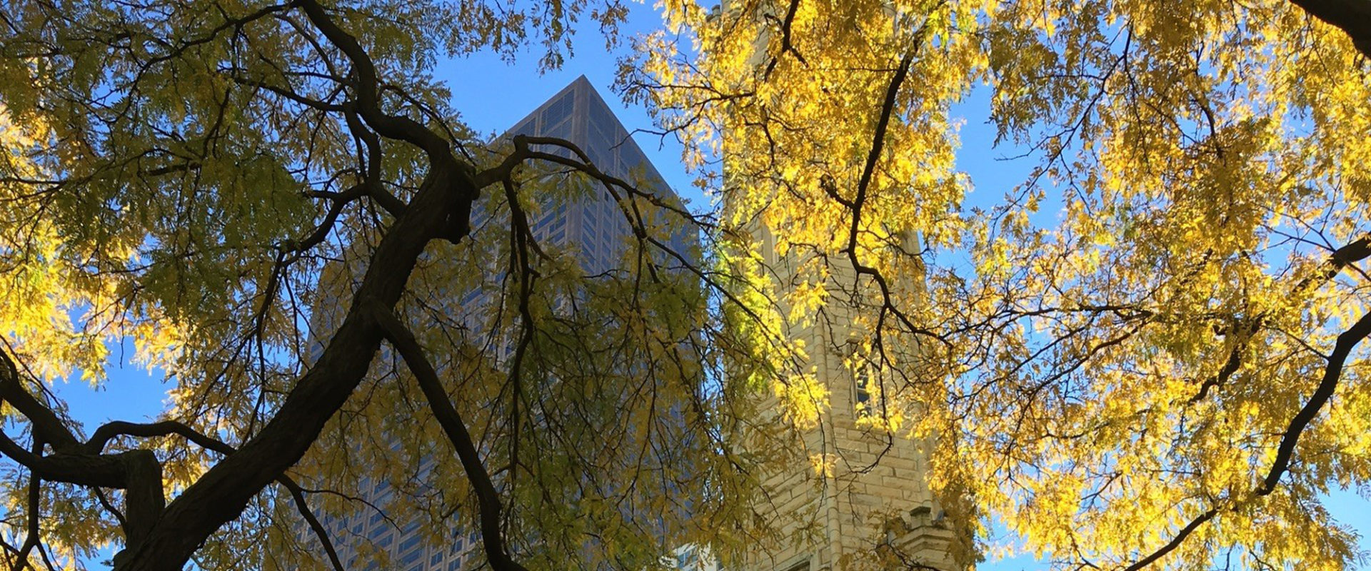 Dr. Candace Love Chicago