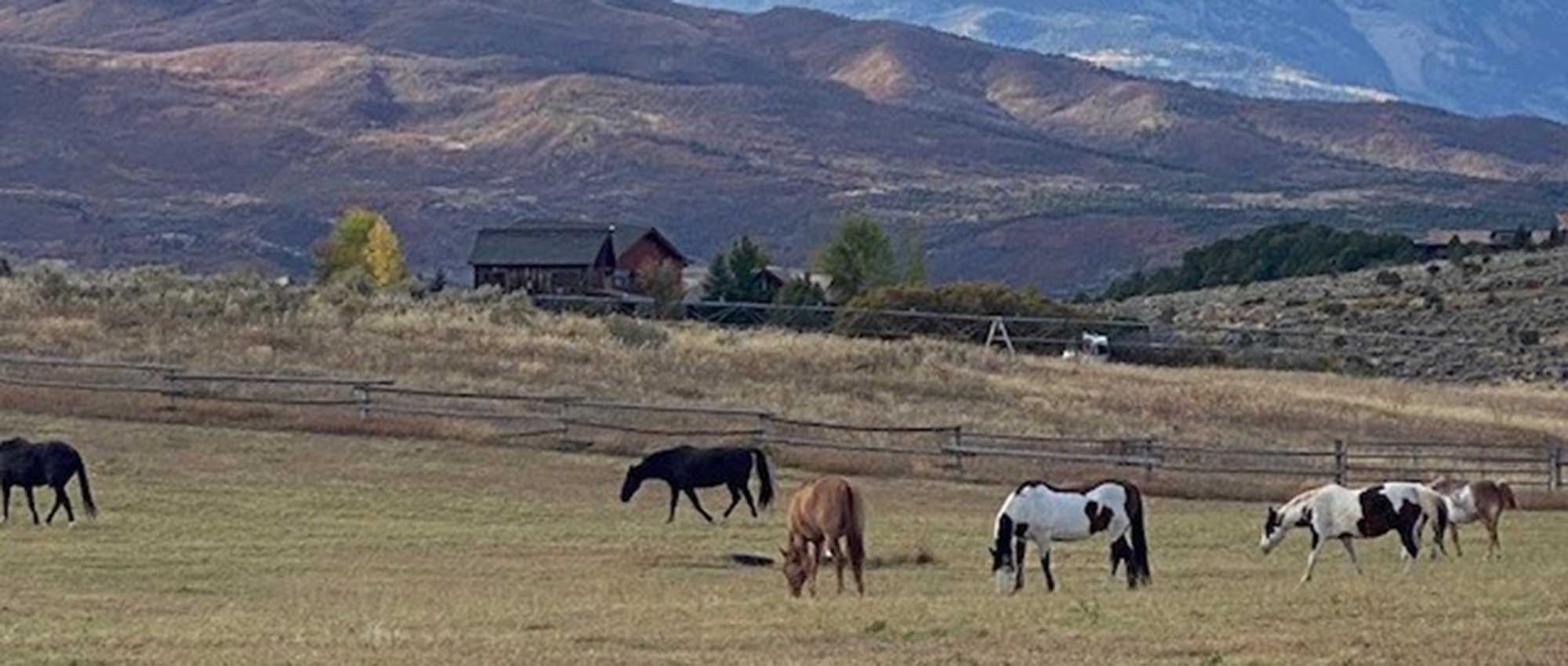 Horses 2nd Hp Slide Show