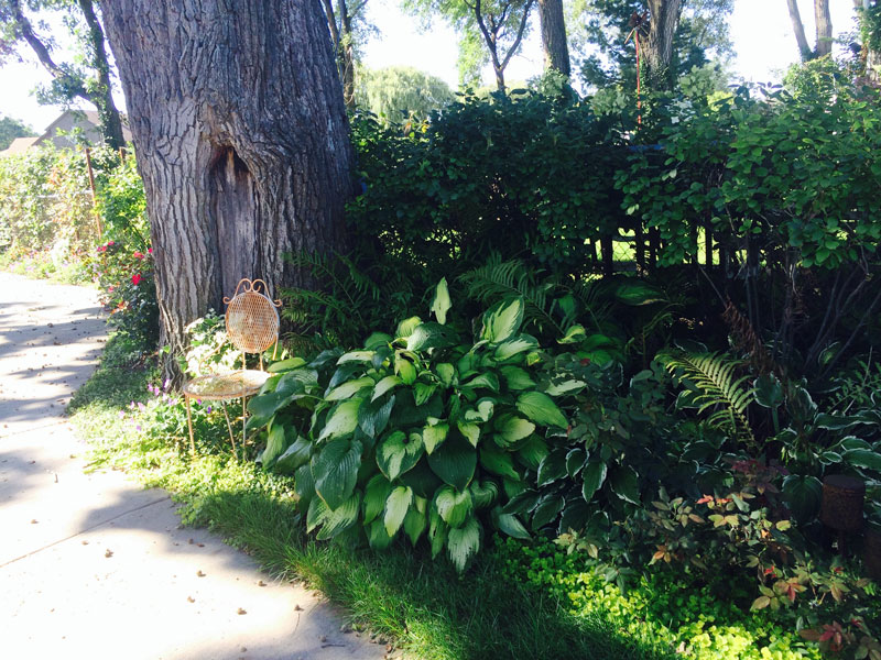 Plants And Tree